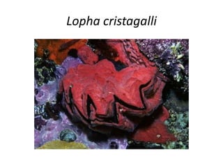 Lopha cristagalli
 