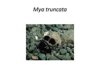 Mya truncata
 