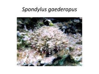 Spondylus gaederopus
 