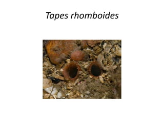 Tapes rhomboides
 