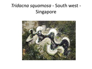 Tridacna squamosa - South west -
           Singapore
 