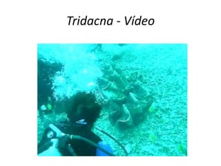 Tridacna - Vídeo
 