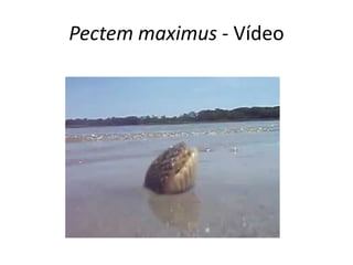 Pectem maximus - Vídeo
 
