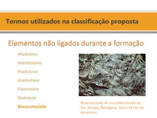 Bioacumulado de macroforaminíferos, Fm. Amapá, Paleógeno, Bacia da Foz do Amazonas. Elementos não ligados durante a formação Mudstone Wackestone Packstone Grainstone Floatstone Rudstone Bioacumulado  