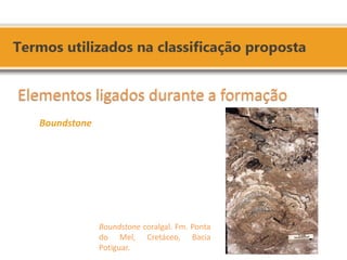 Boundstone coralgal. Fm. Ponta do Mel, Cretáceo, Bacia Potiguar. 
Elementos ligados durante a formação 
Boundstone 
 