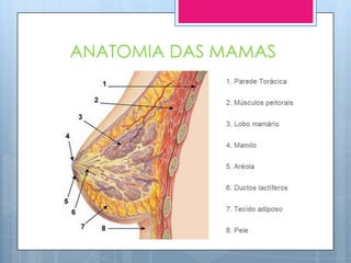 ANATOMIA DAS MAMAS
 