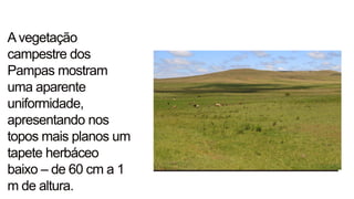 Avegetação
campestre dos
Pampas mostram
uma aparente
uniformidade,
apresentando nos
topos mais planos um
tapete herbáceo
baixo – de 60 cm a 1
m de altura.
 