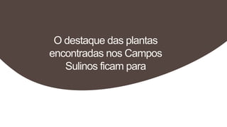 O destaque das plantas
encontradas nos Campos
Sulinos ficam para
 