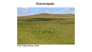 Foto: Fabio Olmos, 2018
Grama-tapete
 