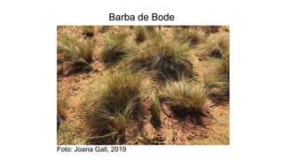 Foto: Joana Gall, 2019
Barba de Bode
 