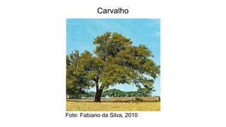Foto: Fabiano da Silva, 2010
Carvalho
 