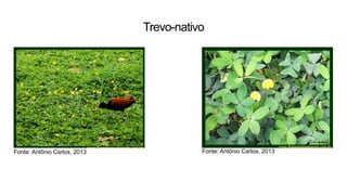 Fonte: Antônio Carlos, 2013 Fonte: Antônio Carlos, 2013
Trevo-nativo
 