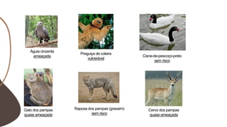 Preguiça de coleira
vulnerável
Águia cinzenta
ameaçada
Gato dos pampas
quase ameaçada
Raposa dos pampas (graxaim)
sem risco
Cisne-de-pescoço-preto
sem risco
Cervo dos pampas
quase ameaçada
 