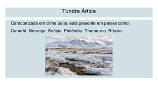Tundra Ártica
Caracterizada em clima polar, está presente em países como:
Canadá Noruega Suécia Finlândia Dinamarca Rússia
 