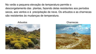 No verão a pequena elevação de temperatura permite o
descongelamento das plantas, fazendo delas resistentes aos períodos
secos, aos ventos e à precipitação de neve. Os arbustos e as charnecas
são resistentes às mudanças de temperatura.
Arbustos Charnecas
 