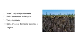 Possui pequena profundidade.
Baixa capacidade de filtragem.
Baixa fertilidade.
Baixa presença de matéria orgânica e
vegetal.
 