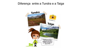 Diferença entre a Tundra e a Taiga
 