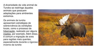 A diversidade da vida animal da
Tundra se restringe àqueles
animais que possuem
adaptações para ambientes
extremos.
Os animais da tundra
apresentam estratégias de
sobrevivência às condições
locais, como o processo de
hibernação, realizado por alguns
insetos, por exemplo. Além disso,
é comum a migração de aves
para regiões mais quentes,
especialmente durante o rigoroso
inverno da tundra
 