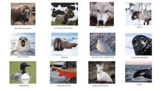 Boi-Almiscarado
Lobo do Ártico
Carneiro das Neves Rena
Mobelhas
Foca Harpa Morsa tetraz-dos-salgueiros Foca de Weddell
Truta do Ártico Lebre do Ártico
Orca
 