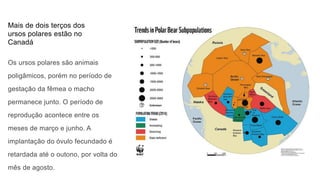 Mais de dois terços dos
ursos polares estão no
Canadá
Os ursos polares são animais
poligâmicos, porém no período de
gestação da fêmea o macho
permanece junto. O período de
reprodução acontece entre os
meses de março e junho. A
implantação do óvulo fecundado é
retardada até o outono, por volta do
mês de agosto.
 