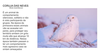 CORUJA DAS NEVES
(Bubo scandiacus)
É um animal de
comportamento
silencioso, solitário e não
é visto participando de
grupos. Na época da
primavera esses animais
vão se acasalar em
pares, para proteger seu
território emitem um grito
muito alto que alcança 10
km de distância. Nessa
época também passam a
ter um comportamento
mais agressivo caso se
sintam ameaçados
 