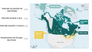 Intervalo do período de
reprodução
Intervalo durante o ano
Intervalo durante o inverno
Avistamentos de Corujas
das neves
 