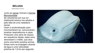 BELUGA
(Delphinapterus leucas)
Junto ao narval, formam a família
Monodontidae.
Se caracteriza por sua cor
totalmente branca nos adultos e
pela falta de uma nadadeira
dorsal.
Usam a ecolocalização para
movimentarem-se, comunicarem,
localizar respiradouros e caçar.
Produzem uma série de cliques
em sequência rápida; estes sons
atravessam o melão, que atua
como uma lente acústica animal.
Esses sons se propagam através
da água a uma velocidade
próxima de 1,6 km por segundo
 