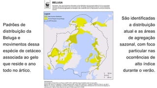Padrões de
distribuição da
Beluga e
movimentos dessa
espécie de cetáceo
associada ao gelo
que reside o ano
todo no ártico.
São identificadas
a distribuição
atual e as áreas
de agregação
sazonal, com foco
particular nas
ocorrências de
alto índice
durante o verão.
 