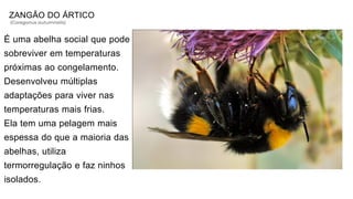 ZANGÃO DO ÁRTICO
(Coregonus autumnalis)
É uma abelha social que pode
sobreviver em temperaturas
próximas ao congelamento.
Desenvolveu múltiplas
adaptações para viver nas
temperaturas mais frias.
Ela tem uma pelagem mais
espessa do que a maioria das
abelhas, utiliza
termorregulação e faz ninhos
isolados.
 