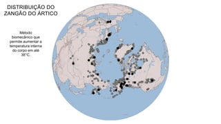 DISTRIBUIÇÃO DO
ZANGÃO DO ÁRTICO
Método
biomecânico que
permite aumentar a
temperatura interna
do corpo em até
38°C.
 
