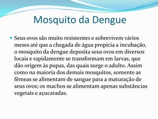 Mosquito da Dengue
 Seus ovos são muito resistentes e sobrevivem vários
 meses até que a chegada de água propicia a incubação,
 o mosquito da dengue deposita seus ovos em diversos
 locais e rapidamente se transformam em larvas, que
 dão origem às pupas, das quais surge o adulto. Assim
 como na maioria dos demais mosquitos, somente as
 fêmeas se alimentam de sangue para a maturação de
 seus ovos; os machos se alimentam apenas substâncias
 vegetais e açucaradas.
 