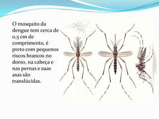 O mosquito da
dengue tem cerca de
0,5 cm de
comprimento, é
preto com pequenos
riscos brancos no
dorso, na cabeça e
nas pernas e suas
asas são
translúcidas.
 