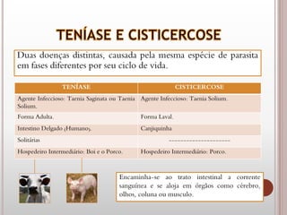 Duas doenças distintas, causada pela mesma espécie de parasita
em fases diferentes por seu ciclo de vida.
TENÍASE CISTICERCOSE
Agente Infeccioso: Taenia Saginata ou Taenia
Solium.
Agente Infeccioso: Taenia Solium.
Forma Adulta. Forma Laval.
Intestino Delgado (Humano). Canjiquinha
Solitárias ---------------------
Hospedeiro Intermediário: Boi e o Porco. Hospedeiro Intermediário: Porco.
Encaminha-se ao trato intestinal a corrente
sanguínea e se aloja em órgãos como cérebro,
olhos, coluna ou musculo.
 