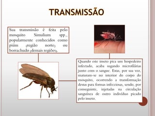 Sua transmissão é feita pelo
mosquito Simulium spp.,
popularmente conhecidos como
piúm (região norte) ou
borrachudo (demais regiões).
Quando este inseto pica um hospedeiro
infectado, acaba sugando microfilárias
junto com o sangue. Estas, por sua vez,
maturam-se no interior do corpo do
mosquito, ocorrendo a transformação
destas para formas infecciosas, sendo, por
conseguinte, injetadas na circulação
sanguínea de outro indivíduo picado
pelo inseto.
 
