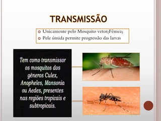  Unicamente pelo Mosquito vetor(Fêmea)
 Pele úmida permite progressão das larvas
 