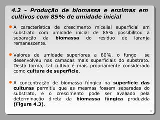 27
4.2 - Produção de biomassa e enzimas em
cultivos com 85% de umidade inicial
A característica de crescimento micelial superficial em
substrato com umidade inicial de 85% possibilitou a
separação da biomassa do resíduo de laranja
remanescente.
Valores de umidade superiores a 80%, o fungo se
desenvolveu nas camadas mais superficiais do substrato.
Desta forma, tal cultivo é mais propriamente considerado
como cultura de superfície.
A concentração de biomassa fúngica na superfície das
culturas permitiu que as mesmas fossem separadas do
substrato, e o crescimento pode ser avaliado pela
determinação direta da biomassa fúngica produzida
(Figura 4.3).
 