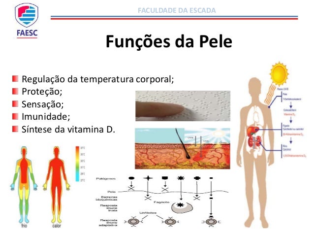 Bioquímica Articular, Articulações e Pele