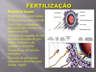  Possui 6 fases:
1. Penetração na coroa radiata
2. Penetração na zona pelúcida
3. Fusão entre a membrana
plasmática do ovócito e do
espermatozóide
4. Términio da segunda divisão
meiótica,formação do pró-
núcleo feminino e do
segundo corpo polar
5. Formação do pró-núcleo
masculino
6. Encontro do pró-núcleo
masculino e feminino para
formar zigoto
 