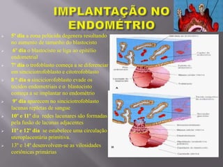  5º dia a zona pelúcida degenera resultando
no aumento de tamanho do blastocisto
 6º dia o blastocisto se liga ao epitélio
endometrial
 7º dia o trofoblasto começa a se diferenciar
em sinciciotrofoblasto e citotrofoblasto
 8 º dia o sinciciorofoblasto evade os
tecidos endometriais e o blastocisto
começa a se implantar no endométrio
 9º dia aparecem no sinciciotrofoblasto
lacunas repletas de sangue
 10º e 11º dia redes lacunares são formadas
pela fusão de lacunas adjacentes
 11º e 12º dia se estabelece uma circulação
uteroplacentária primitiva.
 13º e 14º desenvolvem-se as vilosidades
coriônicas primárias
 