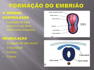 3º SEMANA
GASTRULAÇAO
 Formação da linha
primitiva e do disco
embrionário trilaminar
NEURULAÇÃO
 Formação do tubo neural
 Crista neural
 Somitos
 Celoma
 