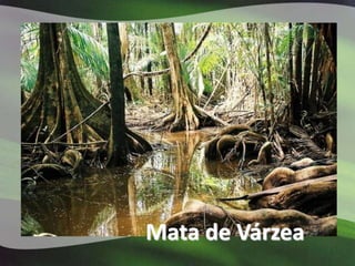 Mata de Várzea
 