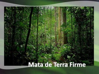 Mata de Terra Firme
 