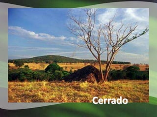 Cerrado
 