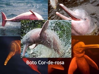 Boto Cor-de-rosa
 