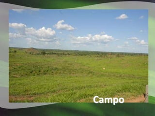 Campo
 
