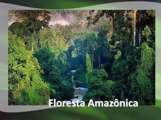 Floresta Amazônica
 