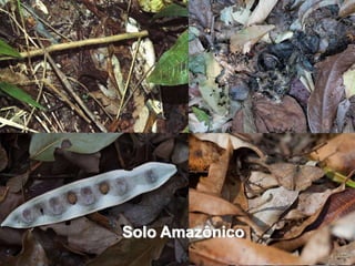 Solo Amazônico
 