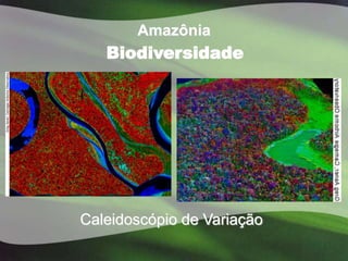 Amazônia
   Biodiversidade




Caleidoscópio de Variação
 