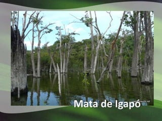 Mata de Igapó
 