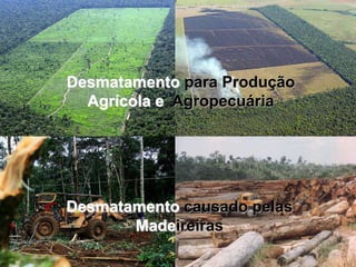 Desmatamento para Produção
  Agrícola e Agropecuária




Desmatamento causado pelas
       Madeireiras
 